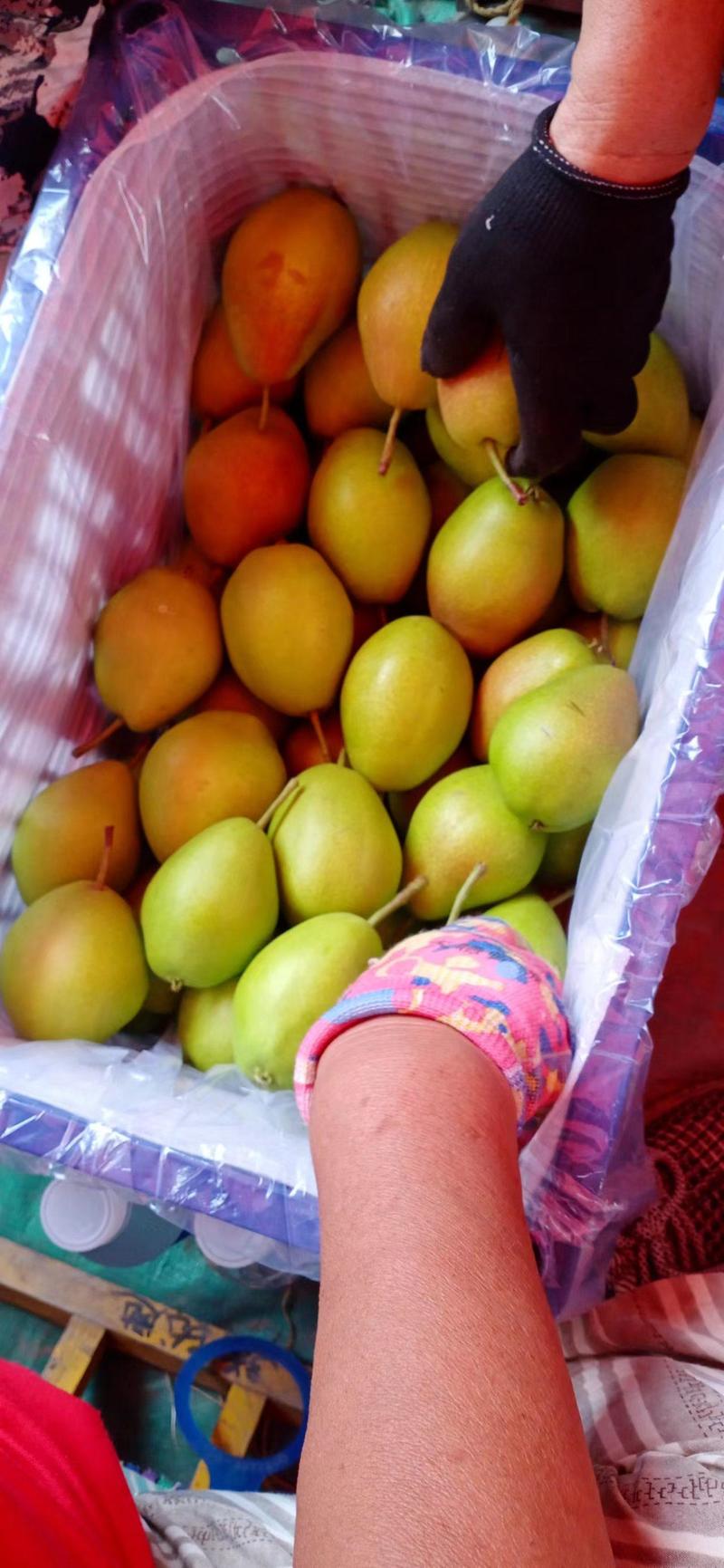 山西运城红香酥梨正在大量走货中(电商市场均可）货源充足