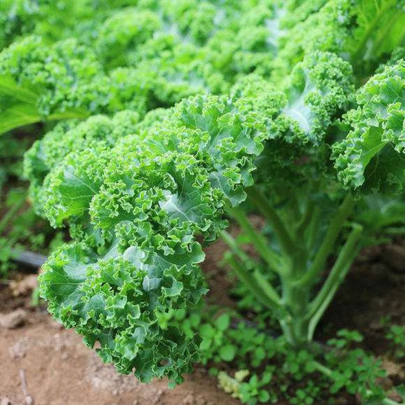 路路通高丽种子叶用羽衣甘蓝生长快速可做有机蔬菜栽培火锅菜