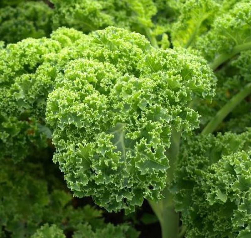 路路通高丽种子叶用羽衣甘蓝生长快速可做有机蔬菜栽培火锅菜