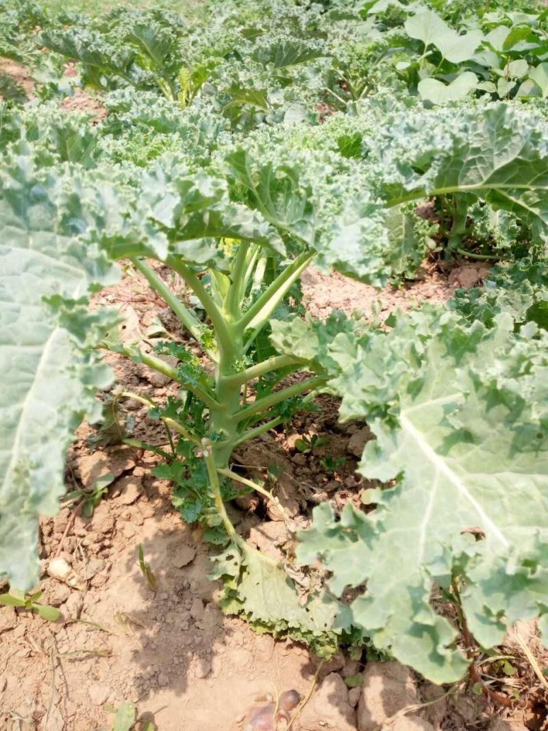 路路通高丽种子叶用羽衣甘蓝生长快速可做有机蔬菜栽培火锅菜