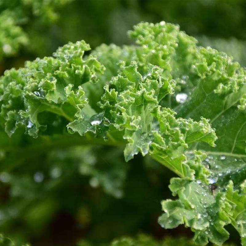 路路通高丽种子叶用羽衣甘蓝生长快速可做有机蔬菜栽培火锅菜