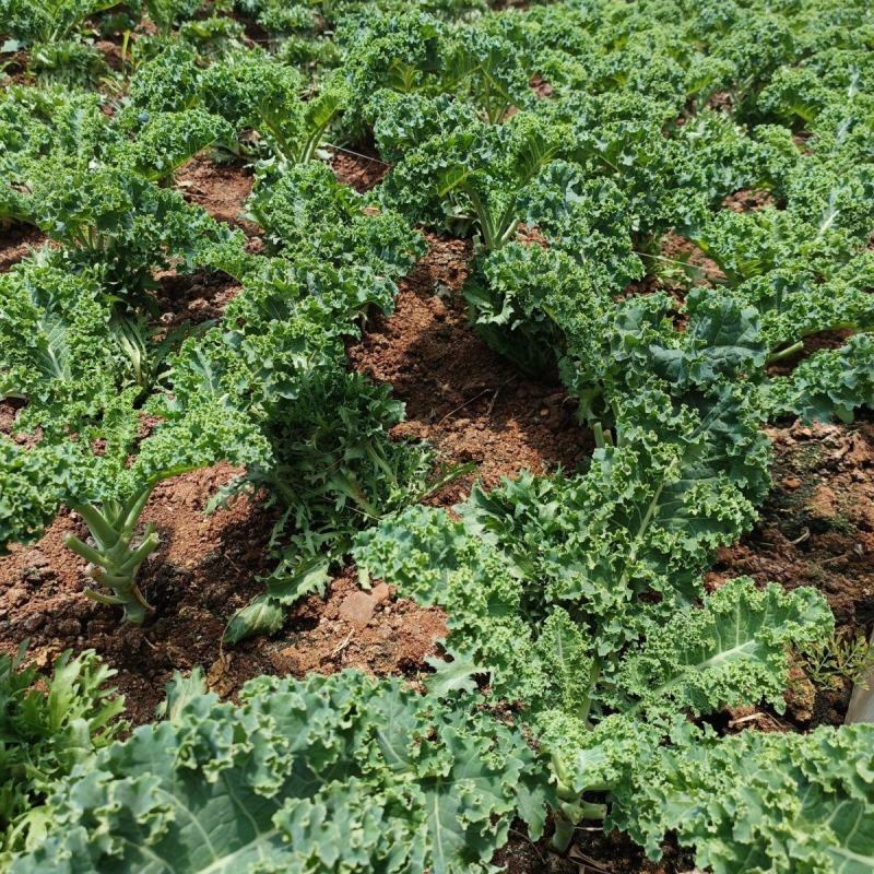 路路通高丽种子叶用羽衣甘蓝生长快速可做有机蔬菜栽培火锅菜
