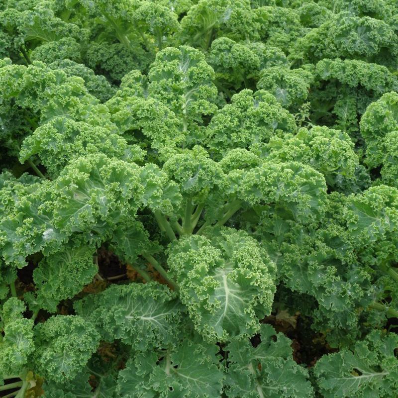 路路通高丽种子叶用羽衣甘蓝生长快速可做有机蔬菜栽培火锅菜