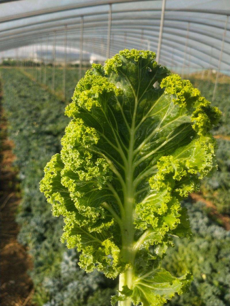 路路通高丽种子叶用羽衣甘蓝生长快速可做有机蔬菜栽培火锅菜