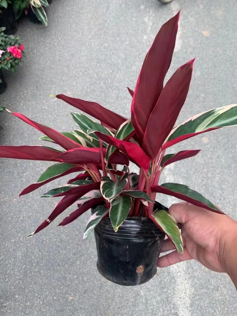 七彩竹芋工程地被绿化观叶绿化盆栽植物