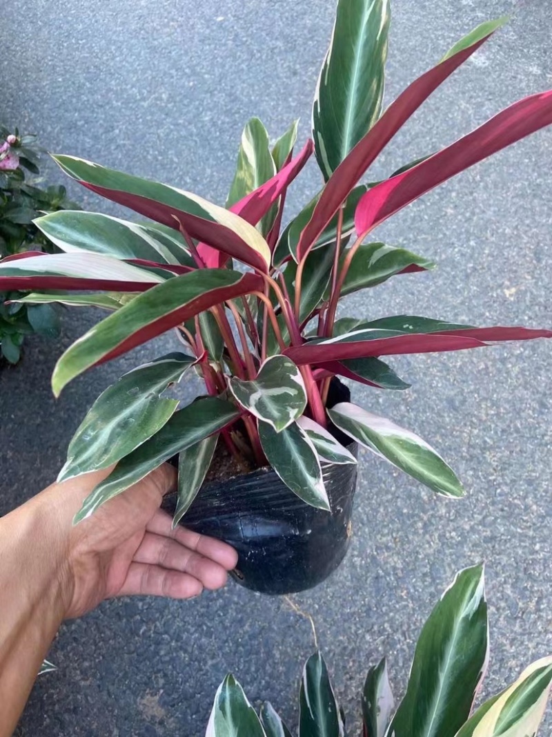 七彩竹芋工程地被绿化观叶绿化盆栽植物