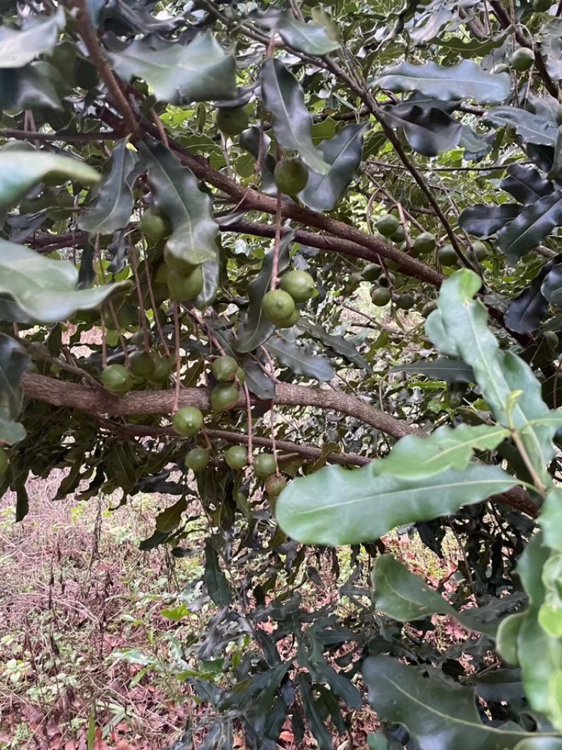 怕上火，就来点奥州坚果，又营养健康又美味