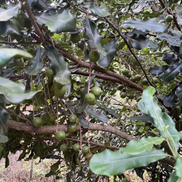 怕上火，就来点奥州坚果，又营养健康又美味