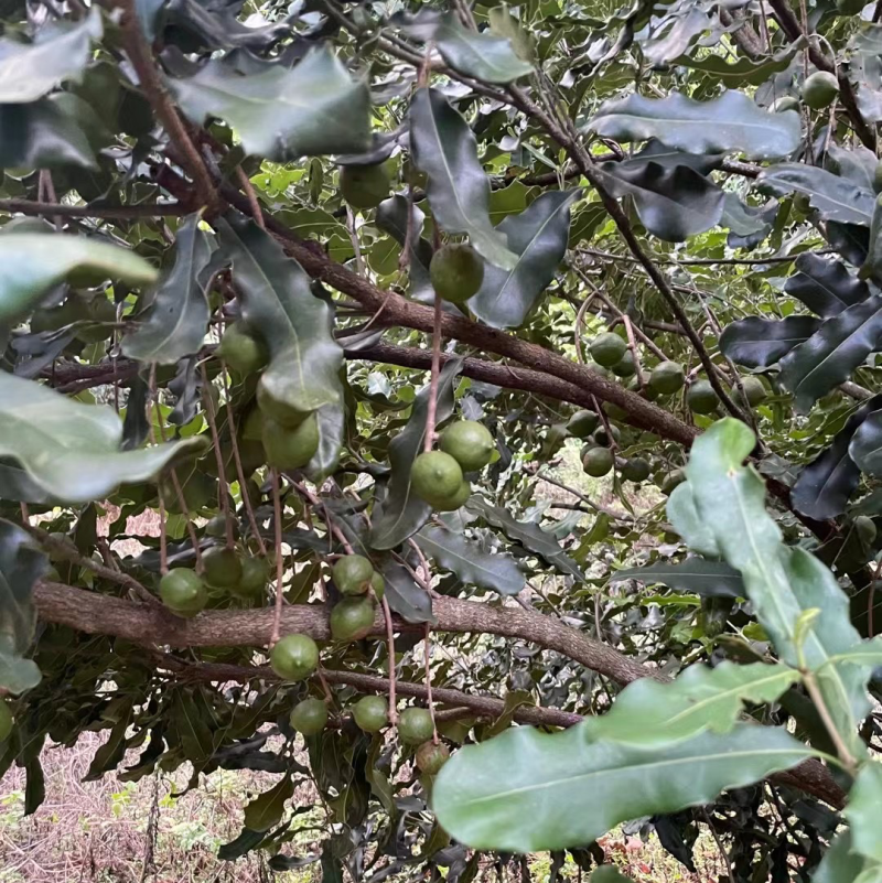 怕上火，就来点奥州坚果，又营养健康又美味