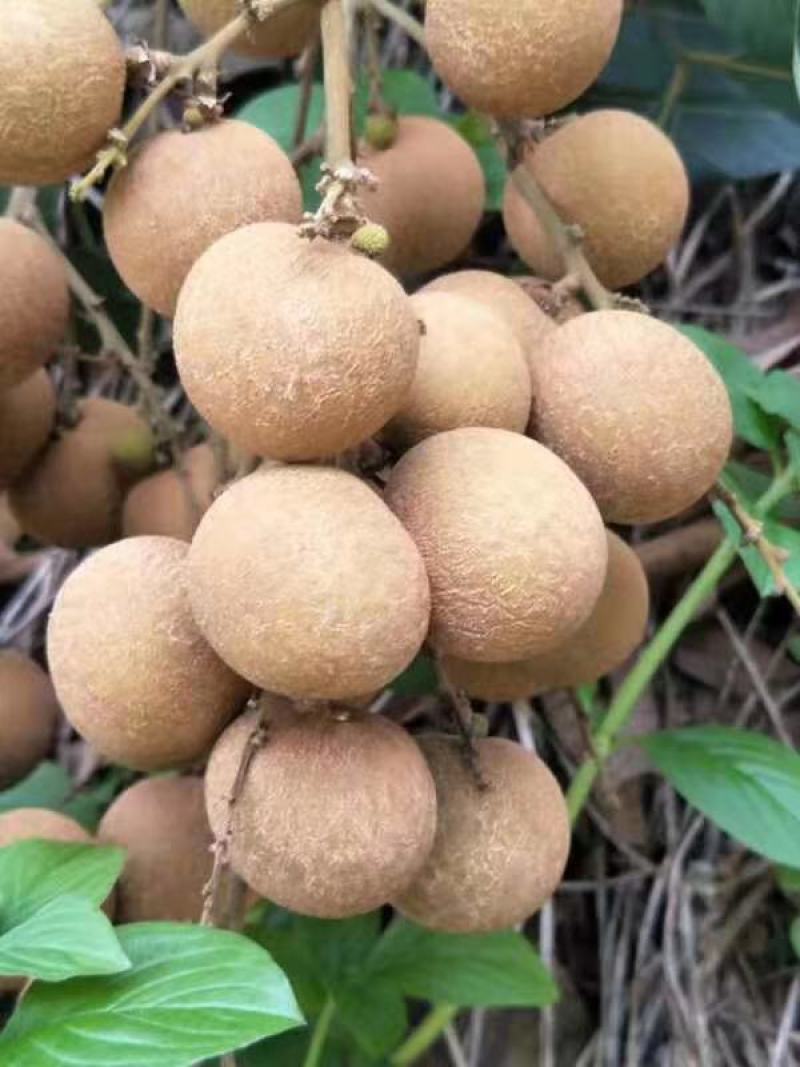 广东龙眼储良龙眼储粮大量果园现货供应工厂榨汁焙干