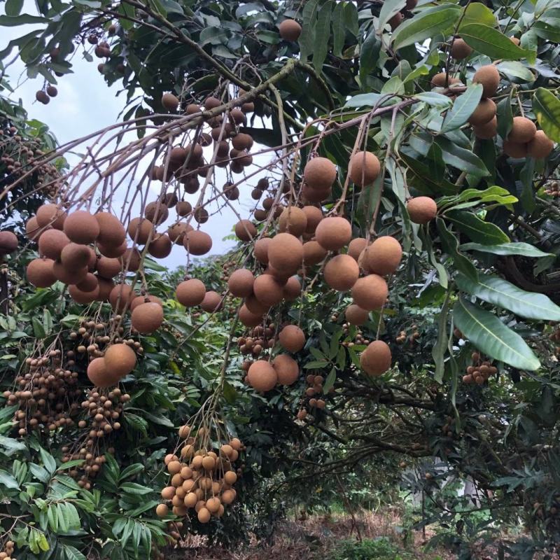 广东龙眼储良龙眼储粮大量果园现货供应工厂榨汁焙干