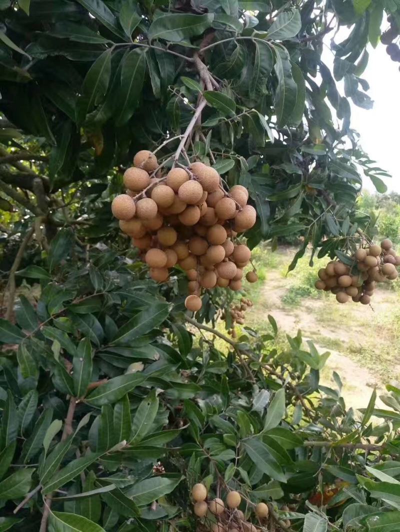 广东龙眼储良龙眼储粮大量果园现货供应工厂榨汁焙干
