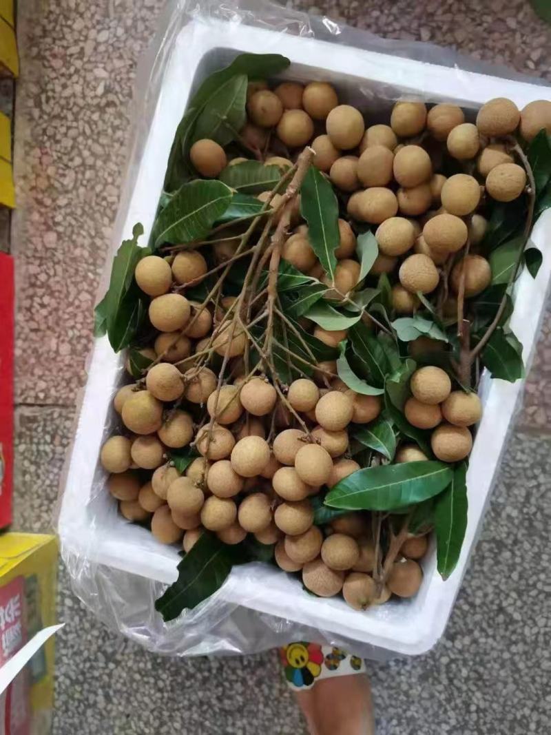 广东龙眼储良龙眼储粮大量果园现货供应工厂榨汁焙干