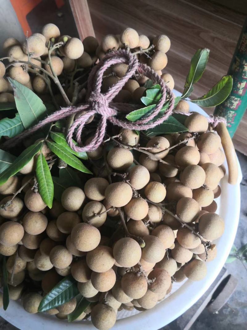 广东龙眼储良龙眼储粮大量果园现货供应工厂榨汁焙干