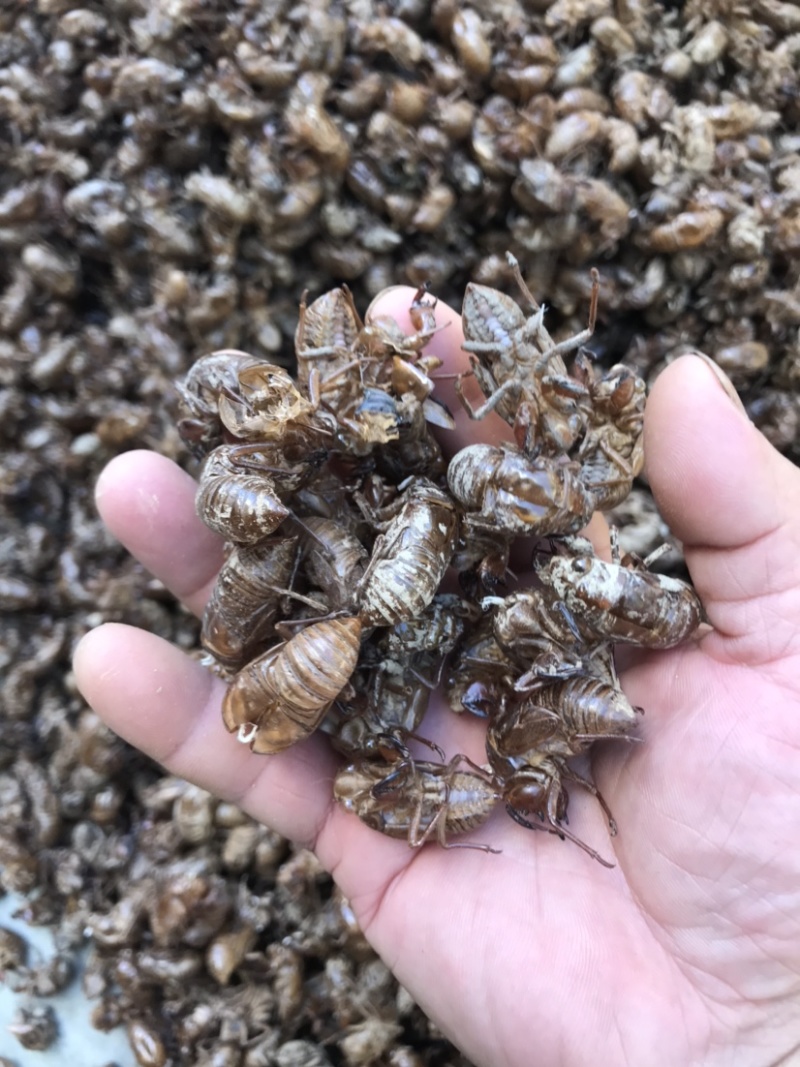蝉蜕湖北中药材田间地头野生采集的货不多