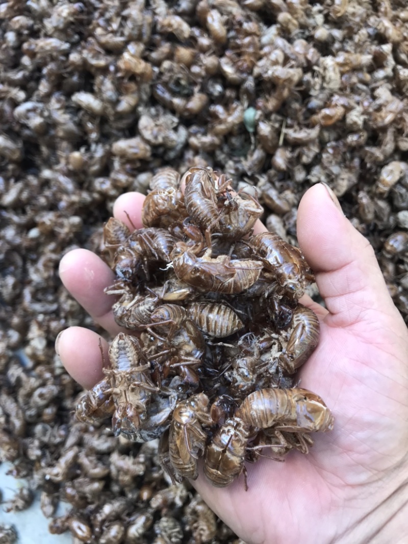 蝉蜕湖北中药材田间地头野生采集的货不多