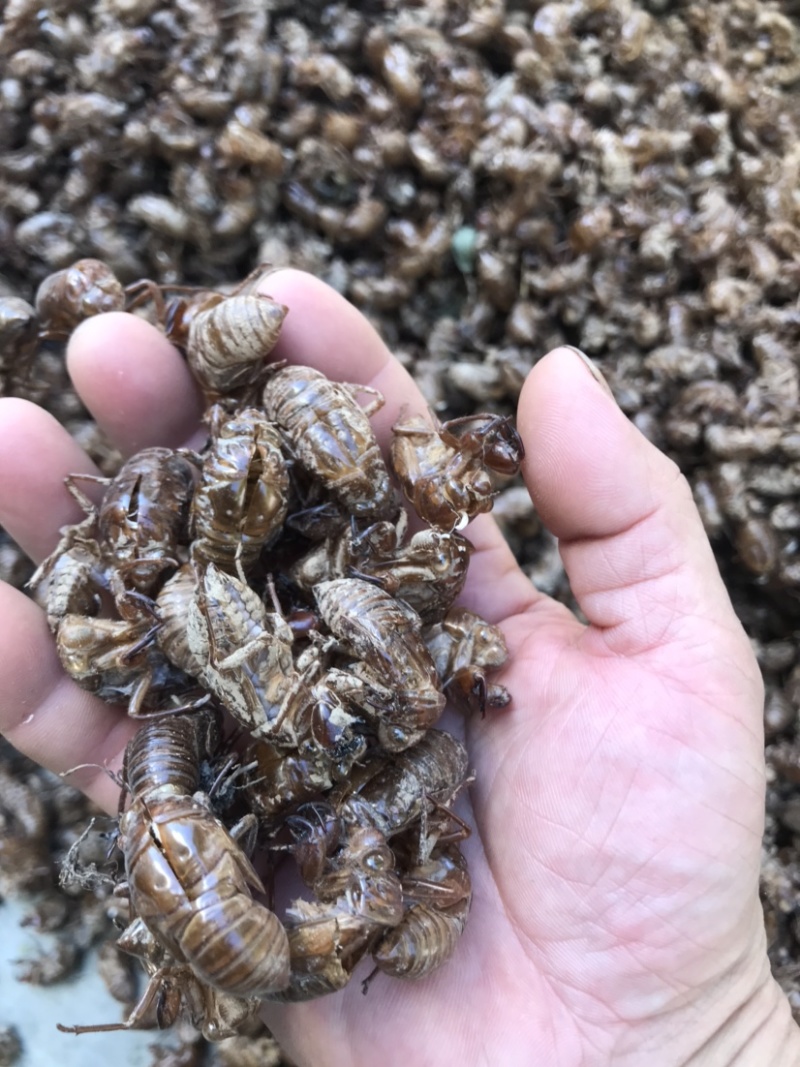 蝉蜕湖北中药材田间地头野生采集的货不多