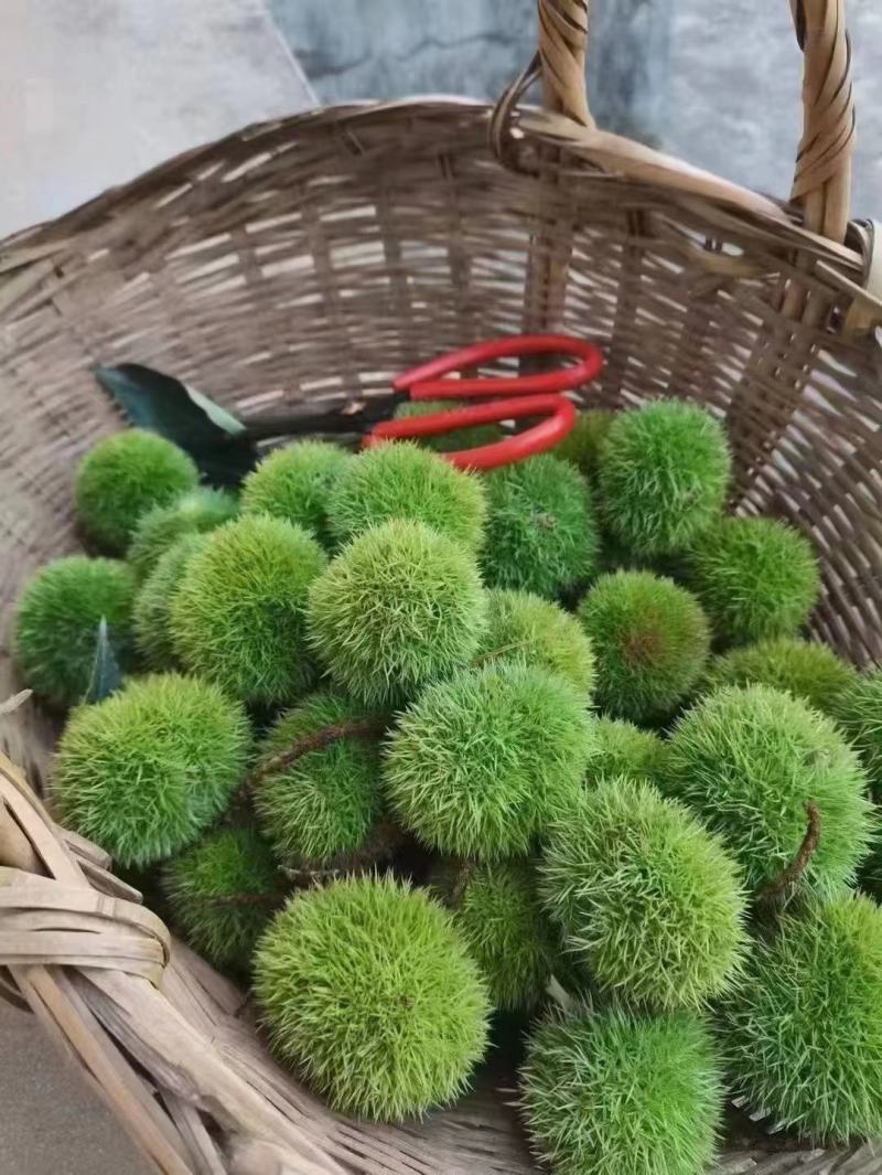 颗粒饱满