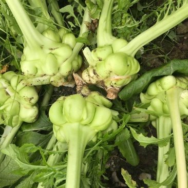 榨菜种子嫩脆榨菜青菜头皮薄四川特产凉拌加工榨菜腌渍泡菜