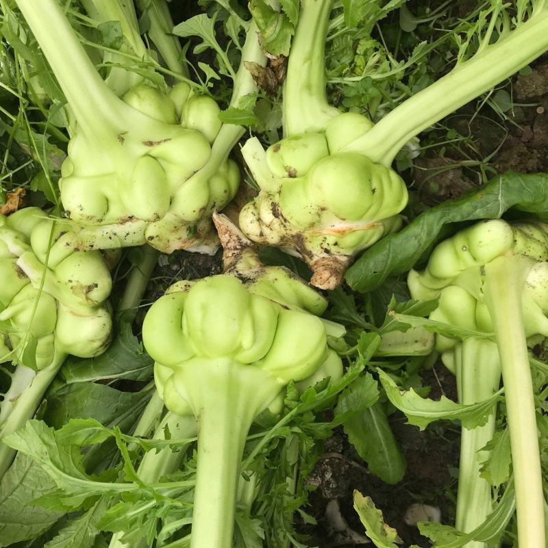 榨菜种子嫩脆榨菜青菜头皮薄四川特产凉拌加工榨菜腌渍泡菜