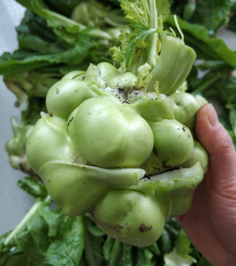 榨菜种子嫩脆榨菜青菜头皮薄四川特产凉拌加工榨菜腌渍泡菜