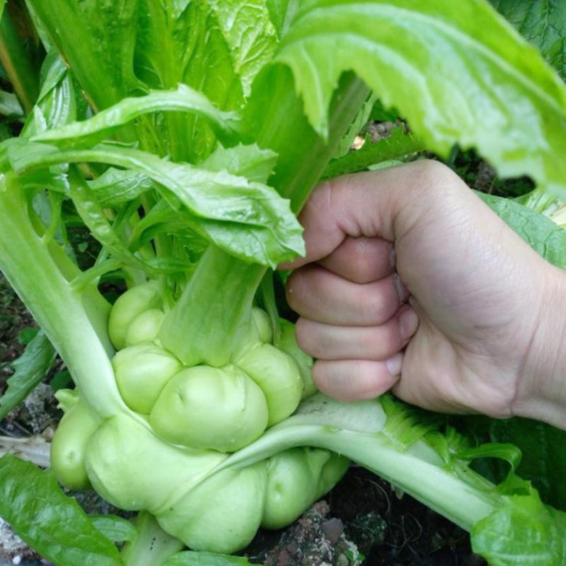 榨菜种子嫩脆榨菜青菜头皮薄四川特产凉拌加工榨菜腌渍泡菜