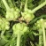 榨菜种子嫩脆榨菜青菜头皮薄四川特产凉拌加工榨菜腌渍泡菜