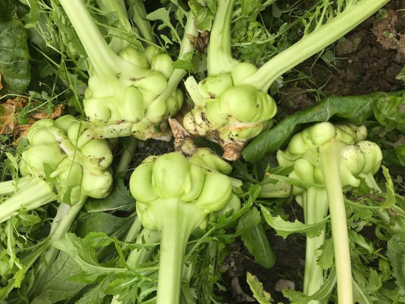 榨菜种子嫩脆榨菜青菜头皮薄四川特产凉拌加工榨菜腌渍泡菜