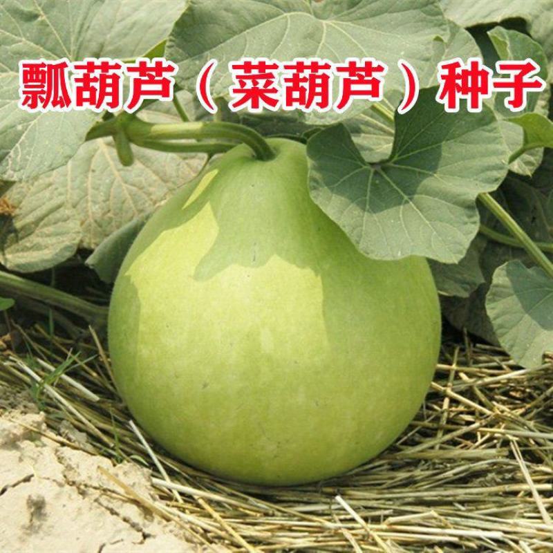方震菜葫芦种子瓢葫芦酒葫芦大葫芦种子葫芦瓢种籽特色工艺品