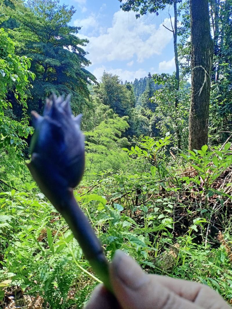阳荷姜