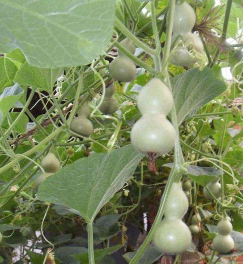 方震迷你小葫芦种子文玩小葫芦种子拇指葫芦种籽特色工艺品