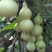方震迷你小葫芦种子文玩小葫芦种子拇指葫芦种籽特色工艺品