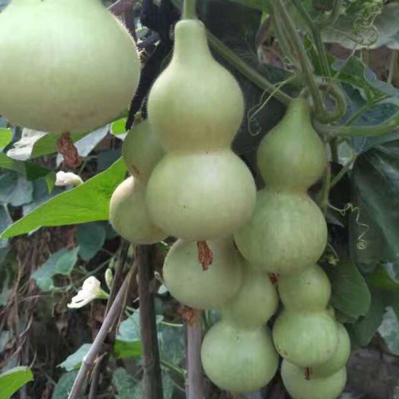 方震迷你小葫芦种子文玩小葫芦种子拇指葫芦种籽特色工艺品