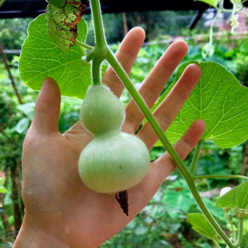 方震迷你小葫芦种子文玩小葫芦种子拇指葫芦种籽特色工艺品