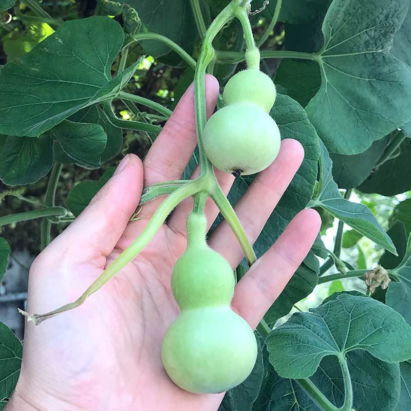 方震迷你小葫芦种子文玩小葫芦种子拇指葫芦种籽特色工艺品