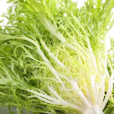 苦苣种子神禾黄心苦菊种籽蔬菜种孑沙拉生菜叶菜四季大棚