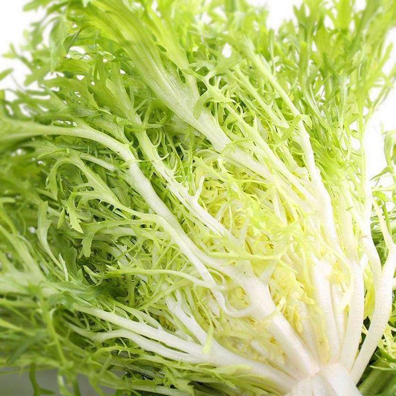 苦苣种子神禾黄心苦菊种籽蔬菜种孑沙拉生菜叶菜四季大棚