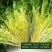 苦苣种子神禾黄心苦菊种籽蔬菜种孑沙拉生菜叶菜四季大棚