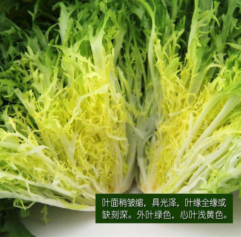 苦苣种子神禾黄心苦菊种籽蔬菜种孑沙拉生菜叶菜四季大棚