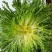 苦苣种子神禾黄心苦菊种籽蔬菜种孑沙拉生菜叶菜四季大棚