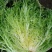 苦苣种子神禾黄心苦菊种籽蔬菜种孑沙拉生菜叶菜四季大棚