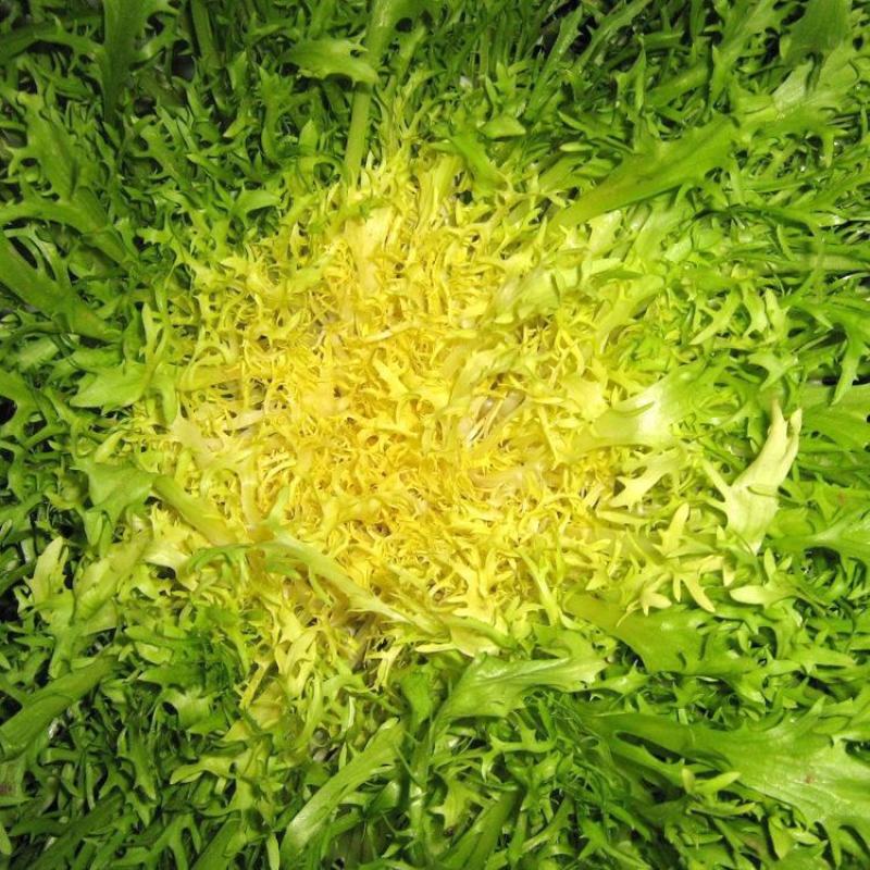 苦苣种子神禾黄心苦菊种籽蔬菜种孑沙拉生菜叶菜四季大棚