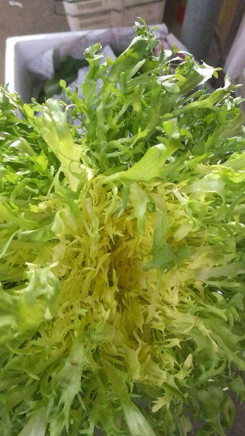 苦苣种子神禾黄心苦菊种籽蔬菜种孑沙拉生菜叶菜四季大棚
