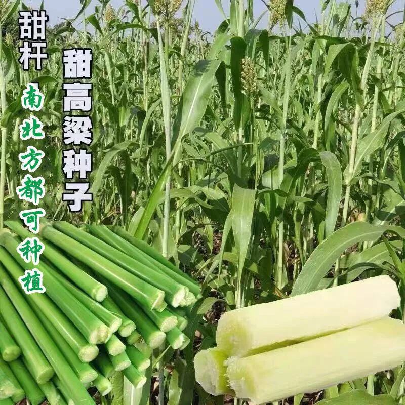高糖甜杆种子甜高粱芦栗甜秫秸糖高粱种子脆甜多汁