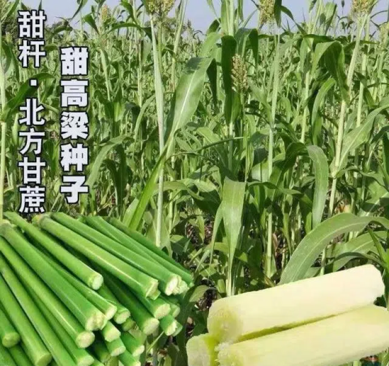 高糖甜杆种子甜高粱芦栗甜秫秸糖高粱种子脆甜多汁