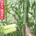 高糖甜杆种子甜高粱芦栗甜秫秸糖高粱种子脆甜多汁