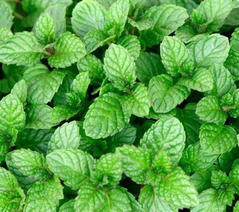 菜用薄荷种子易活食用薄荷种子可吃四季播种室内驱蚊盆栽花种