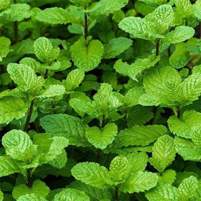 菜用薄荷种子易活食用薄荷种子可吃四季播种室内驱蚊盆栽花种
