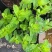菜用薄荷种子易活食用薄荷种子可吃四季播种室内驱蚊盆栽花种