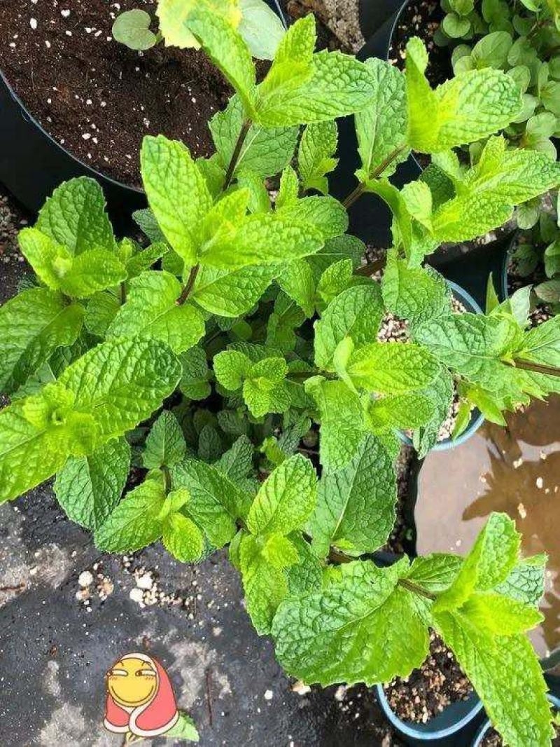 菜用薄荷种子易活食用薄荷种子可吃四季播种室内驱蚊盆栽花种